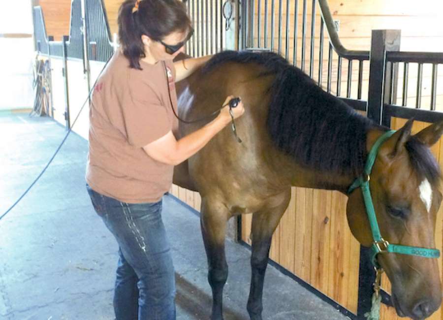 Local offers equine laser therapy house (barn) calls