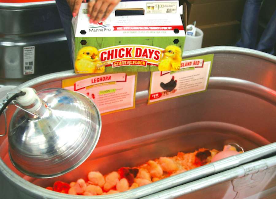 Tractor Supply Company holds Chick Days