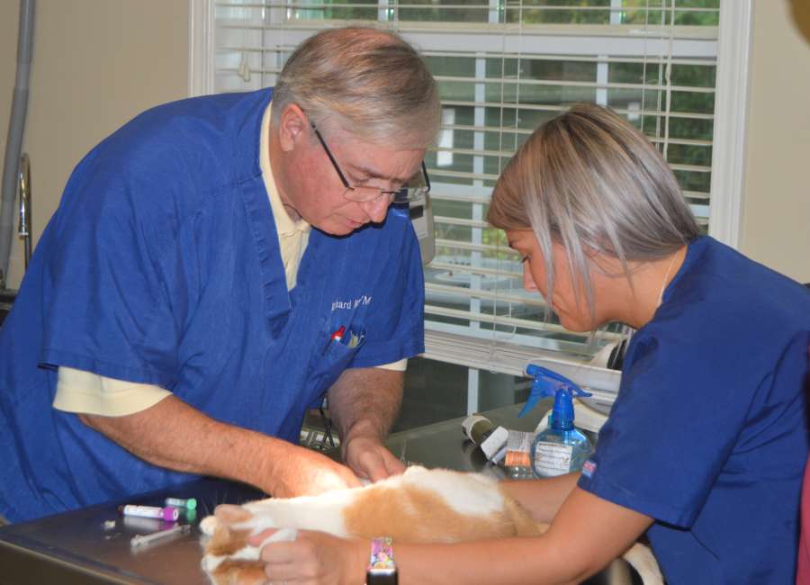 Local veterinarian semi-retires after 43 years