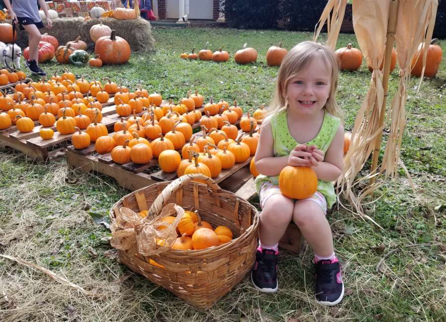 Prime pumpkin potential parked at patch