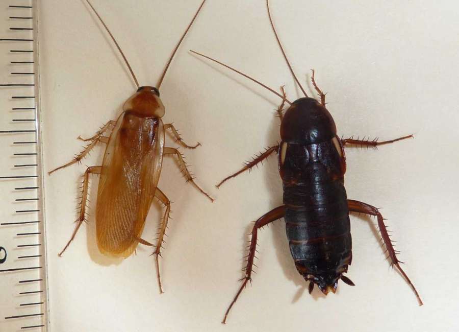 Turkestan cockroach now a Georgia resident