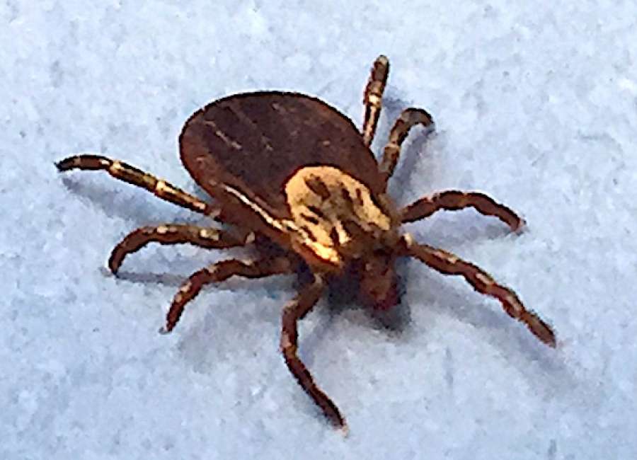 Gardening season means tick season