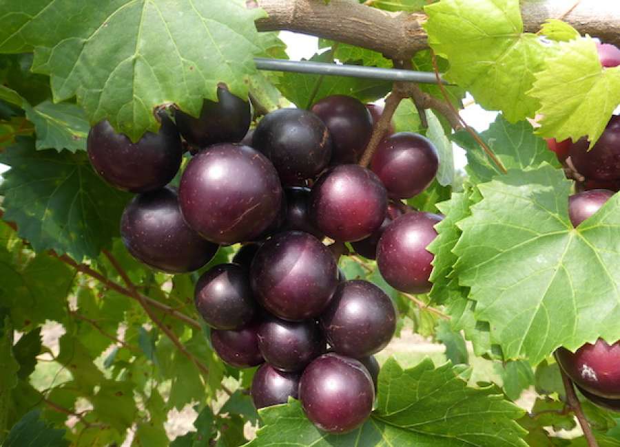 Muscadines are still a Southern staple