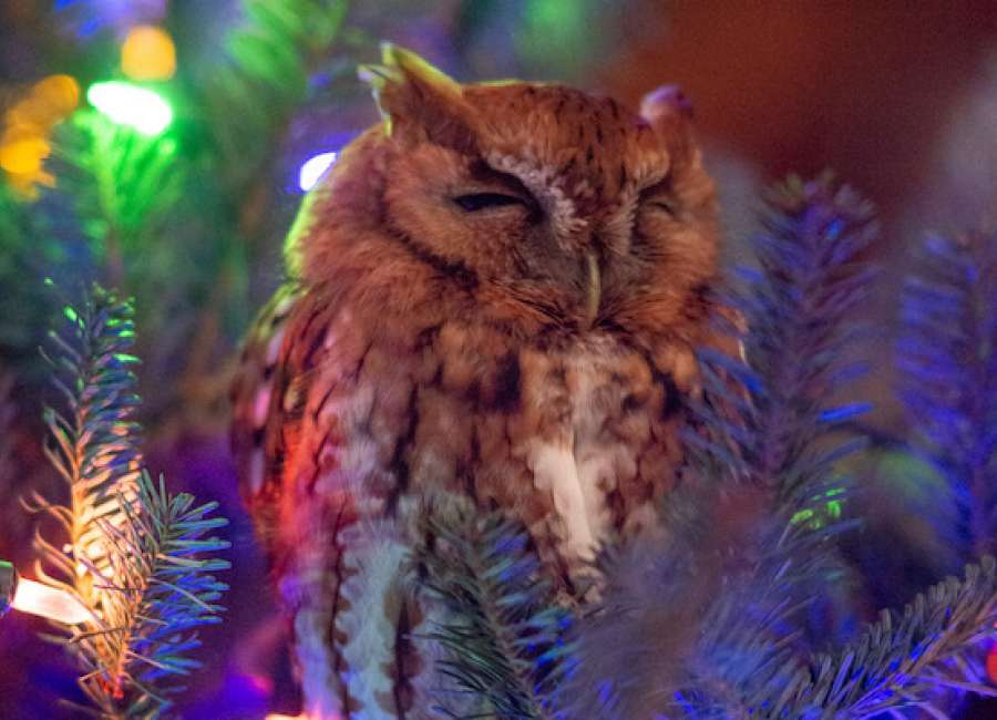 ‘Owl’ be home for Christmas