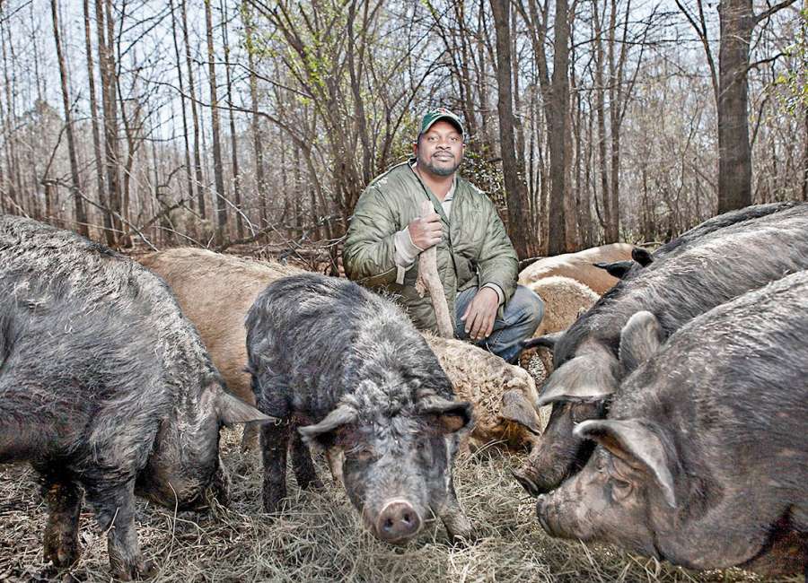 Comfort Farms: In Milledgeville, veterans discover therapy in farming