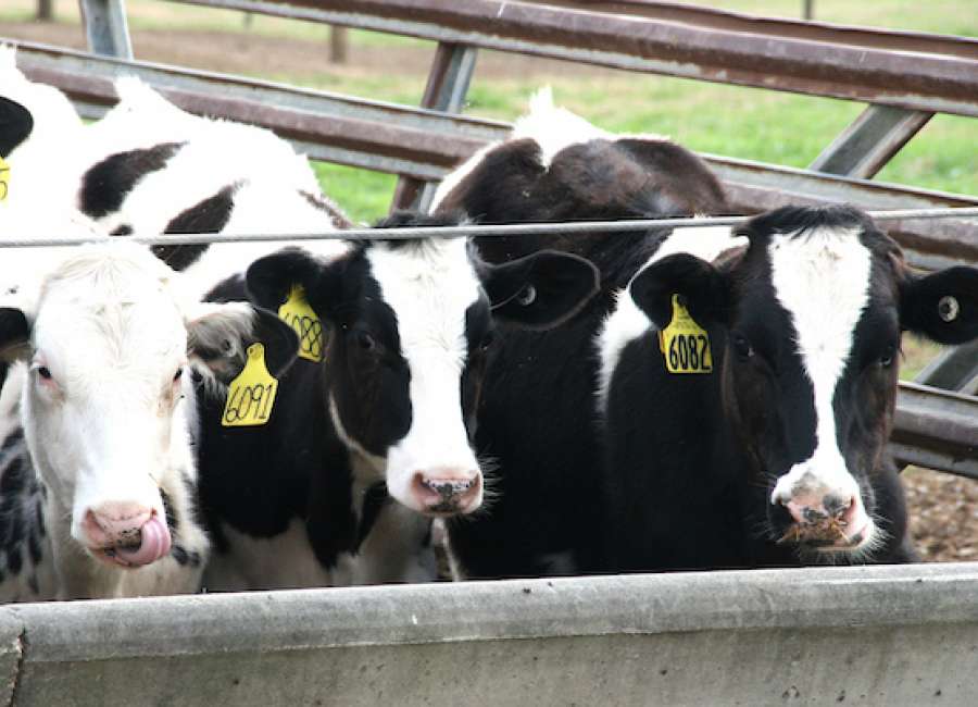 Coweta places third in 4-H State Dairy Quiz Bowl