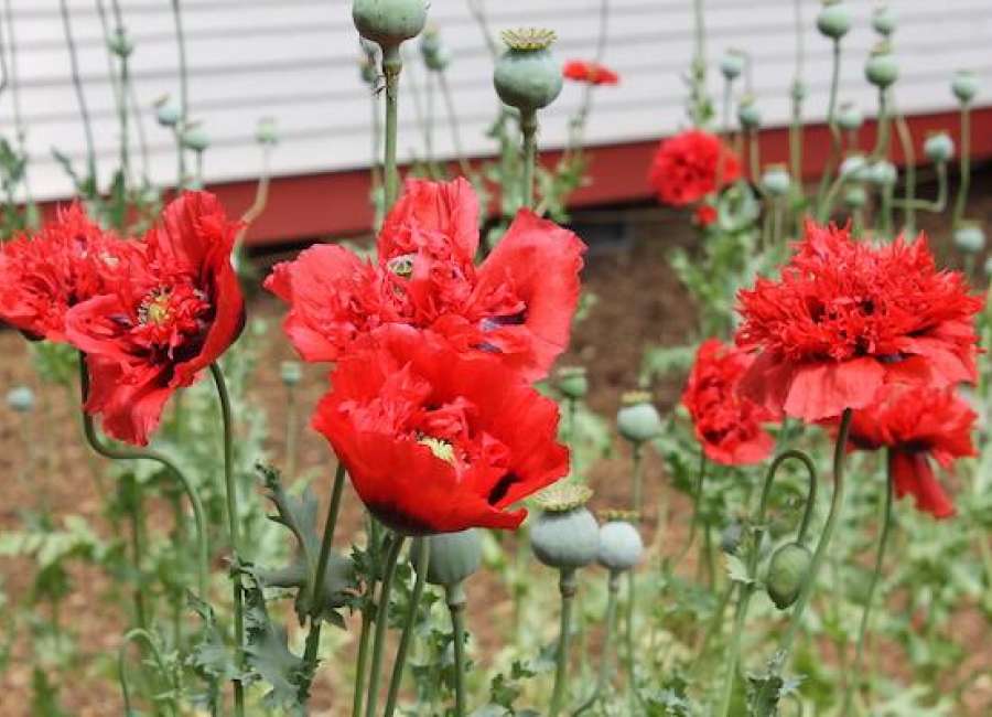 Former ArtRez’s ‘Living Quilt’ blooming at ChildrenConnect Museum