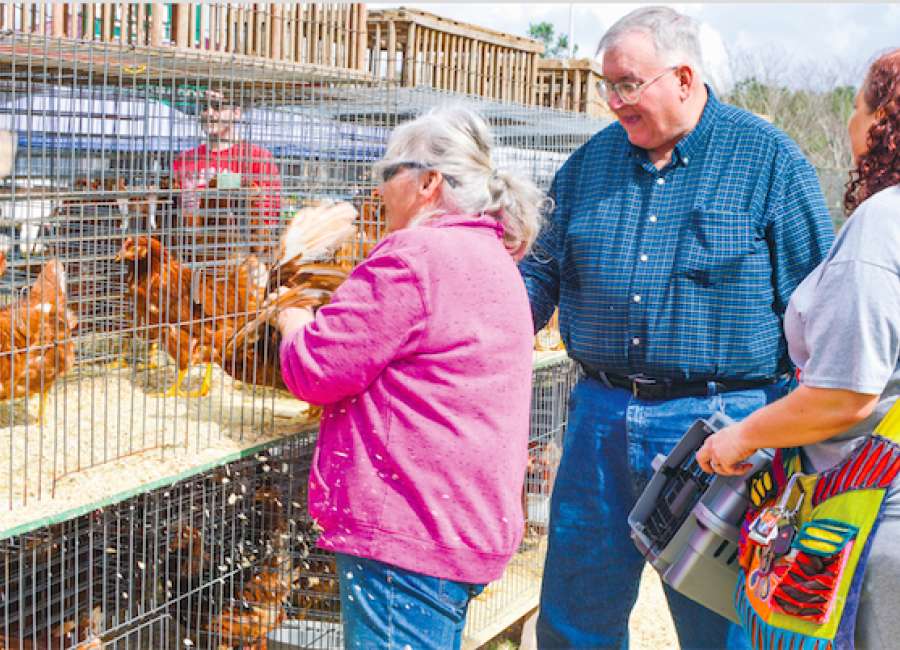 It's a big weekend for feathered fowl and their friends
