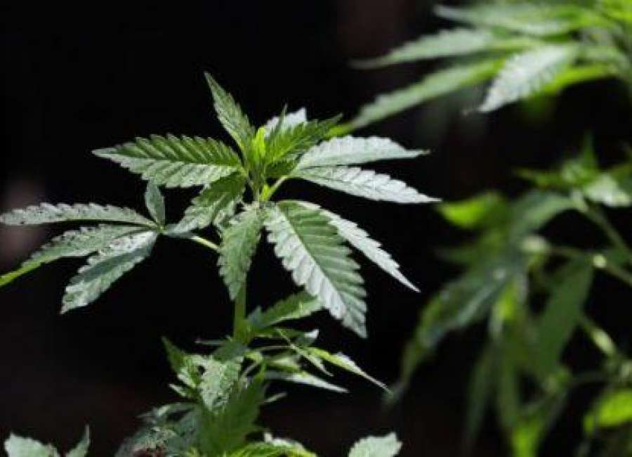 Medical marijuana cards show big increase in Georgia