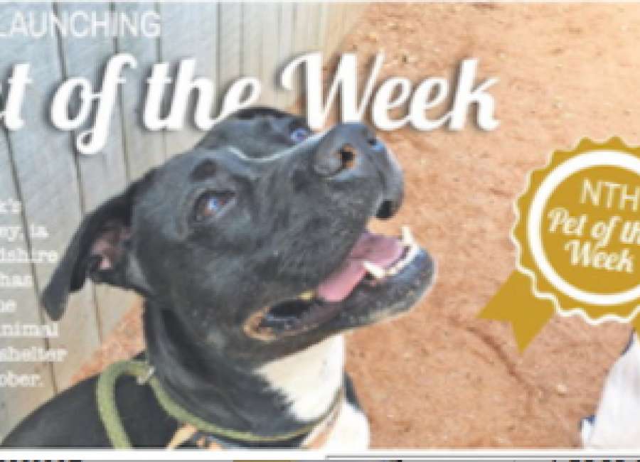 Past Pet of the Week – Bailey