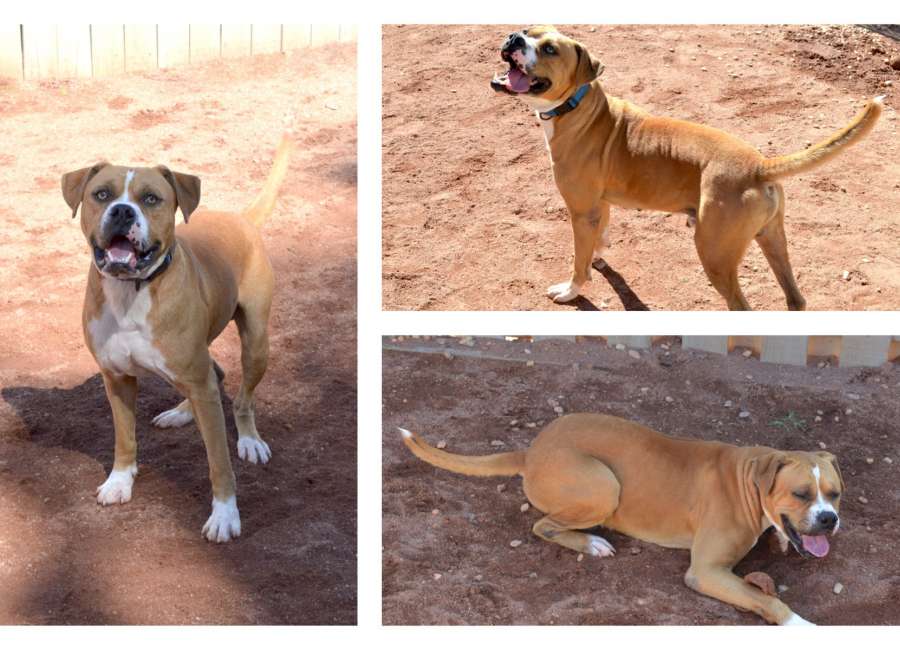 Pet of the Week: Boots