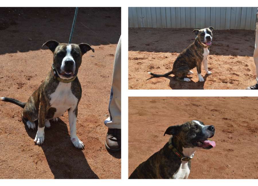 Pet of the Week: Davis