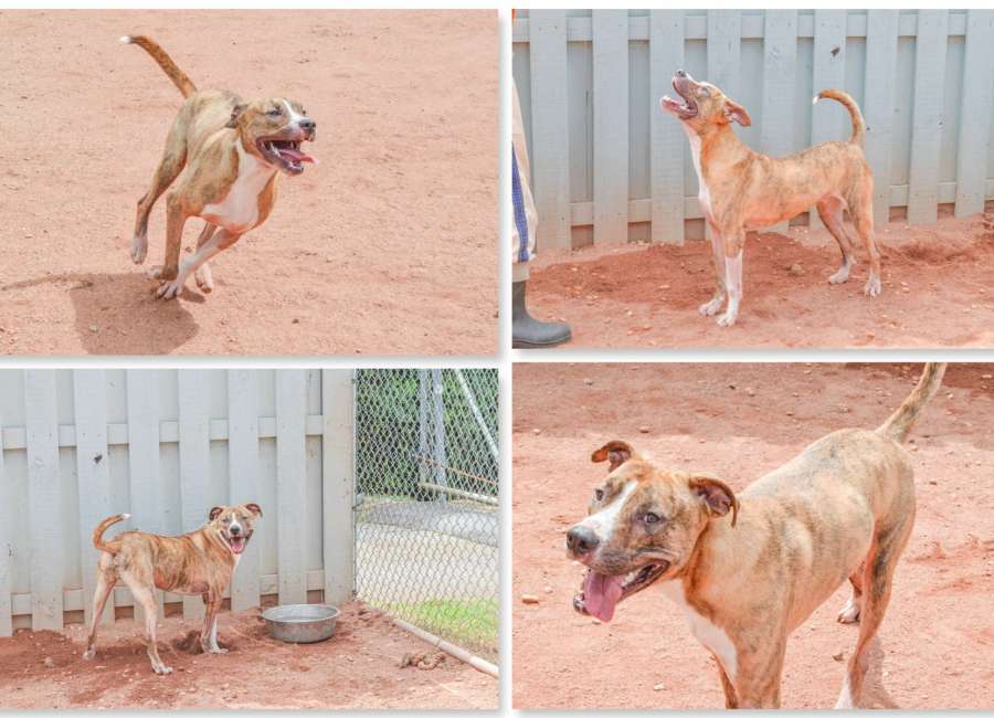 Pet of the Week: Elliot