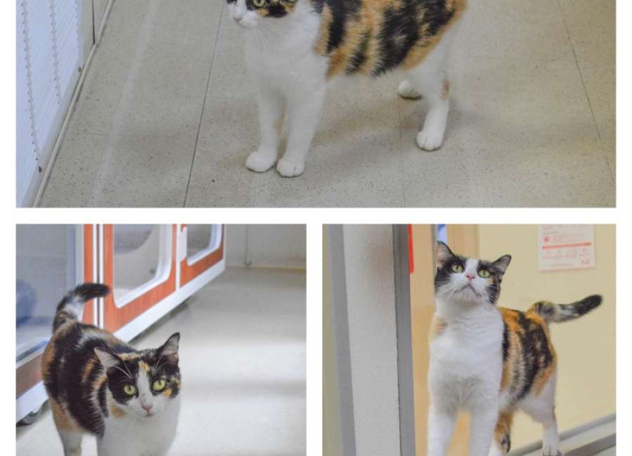 Pet of the Week: Kira