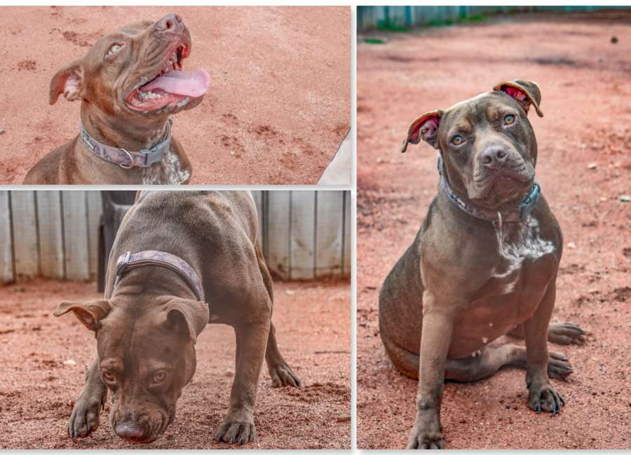 Pet of the week: Kisha
