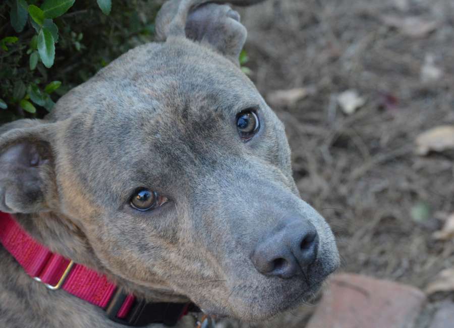 Pet of the Week: Max