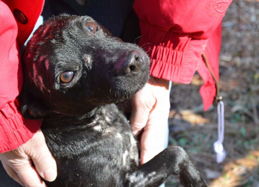 Pet of the Week: Mitch