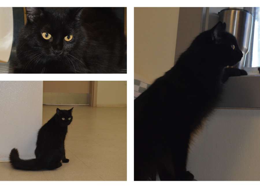 Pet of the Week: Onyx