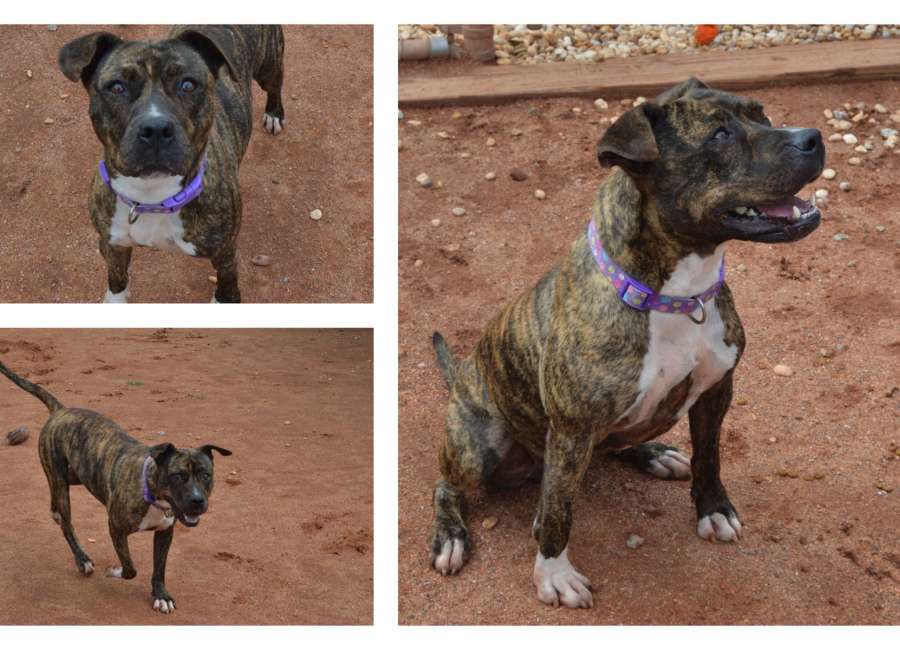 Pet of the Week: Tigress