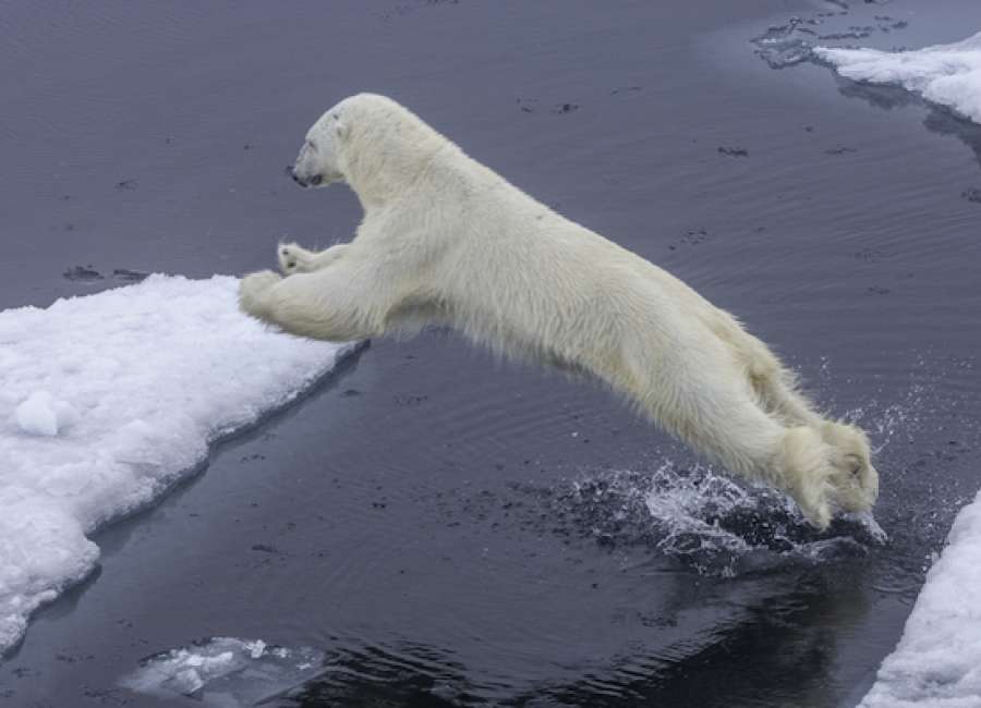 Photo of the Week: Polar Bear Jumping