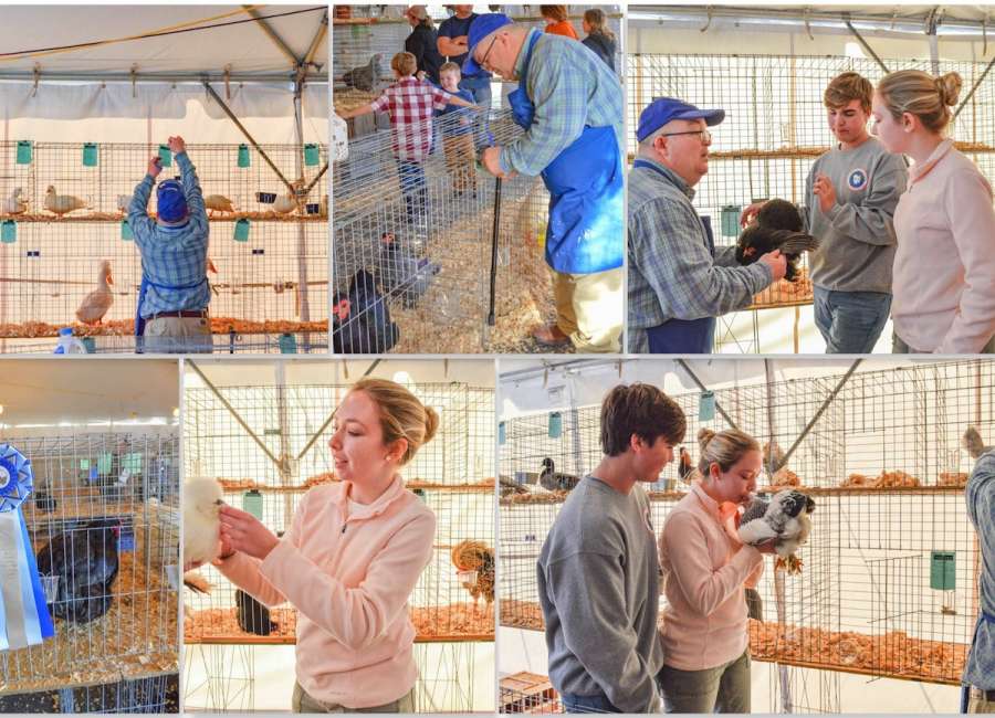 Poultry show draws crowd from near and far