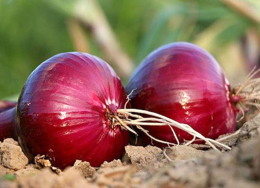 Red onions sicken 640 in 43 states