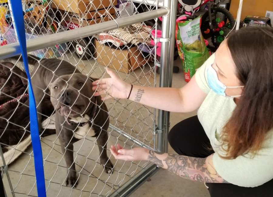 Temporary dog fosters needed while shelter is closed