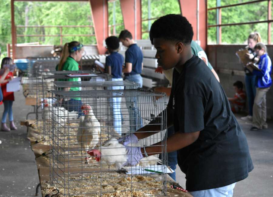 4-H’ers compete at area poultry judging competition
