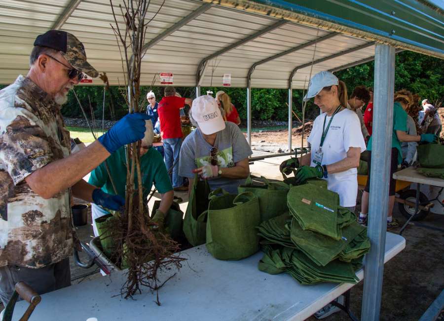 500 oak trees donated for local homeowners