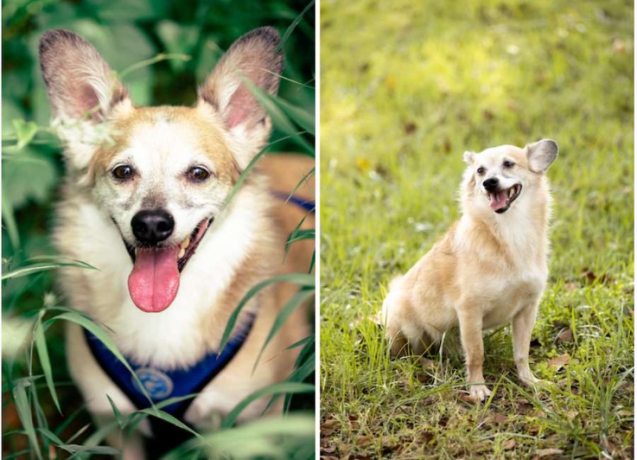 Family searching for dog after I-85 crash