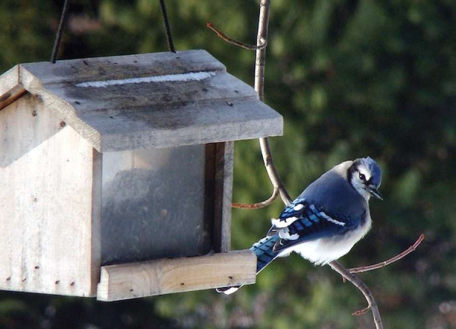Georgia Audubon offers digital resources during pandemic
