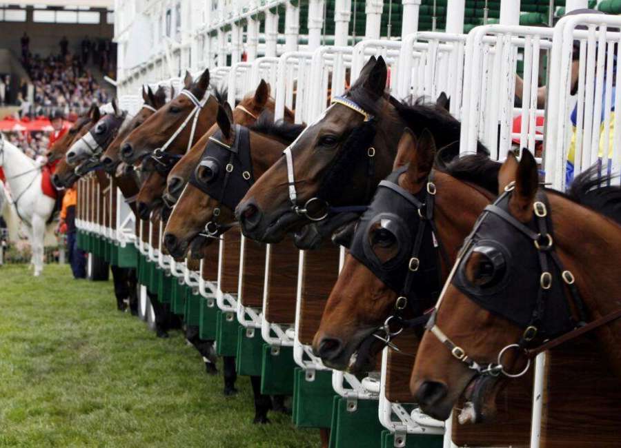 How To Place A Bet On Horse Racing How To Place A Bet On Horse Racing