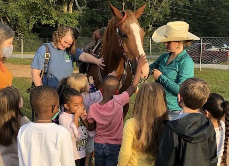 If you bring a horse to school …