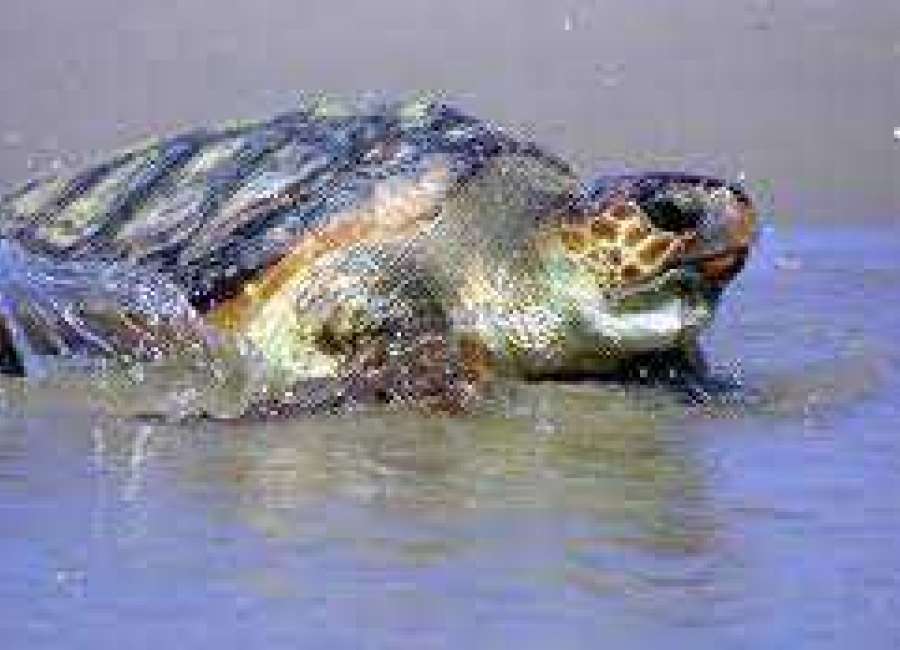 Lawsuit opposes year-round dredging in coastal Georgia waters
