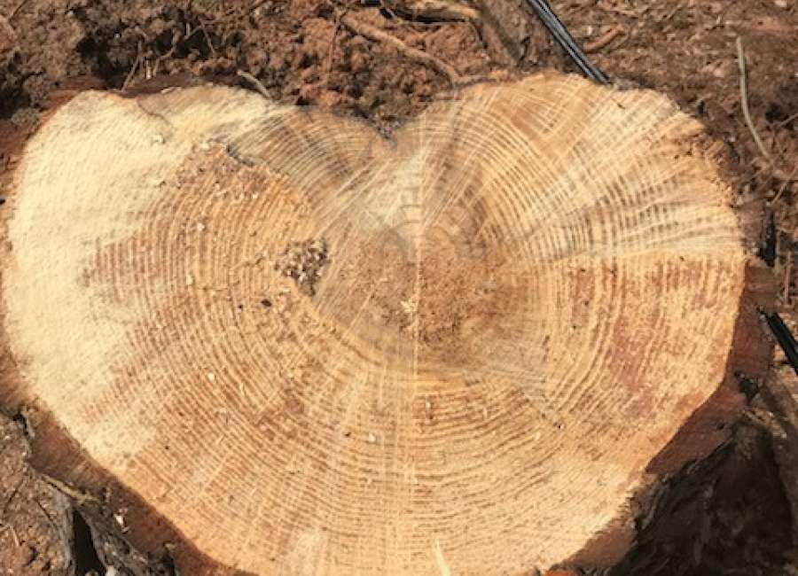Newnan resident finds interesting symbols in tornado debris