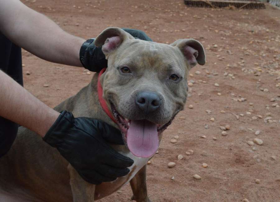 Pet of the Week: Briana