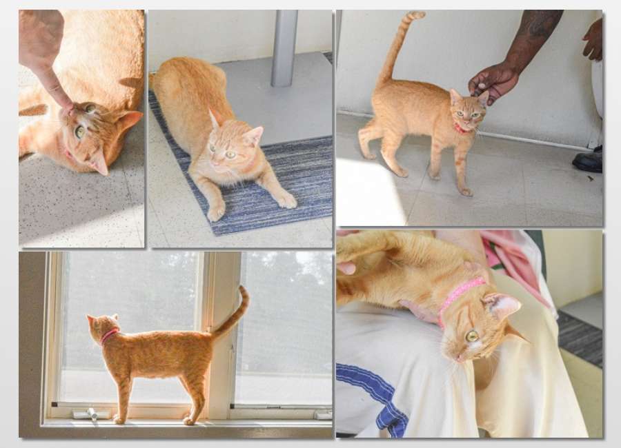 Pet of the Week: Diana