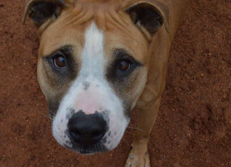 Pet of the Week: Joon
