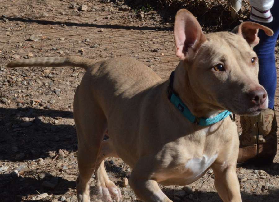 Pet of the Week: Laci