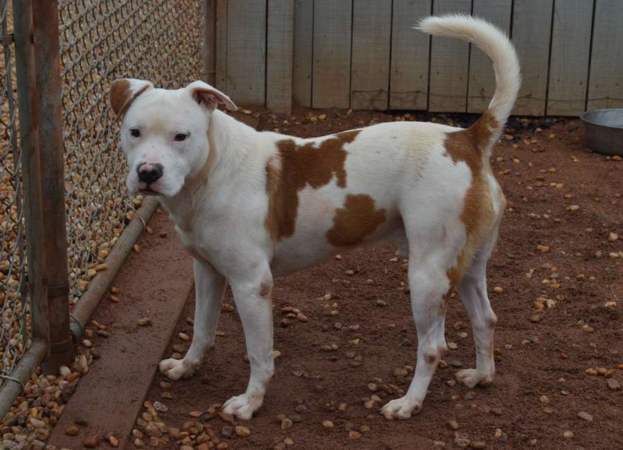 Pet of the Week: Laker