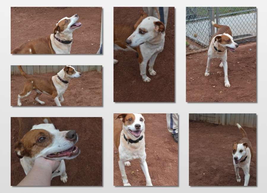 Pet of the Week: Lawson