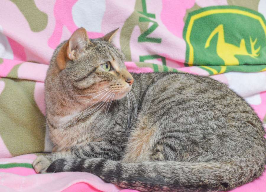 Pet of the Week: Louie