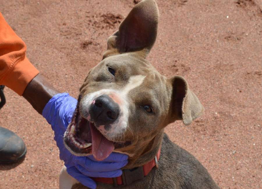 Pet of the Week: Nina