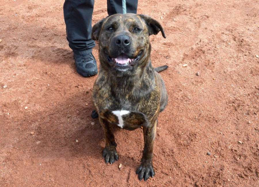 Pet of the Week: Noble