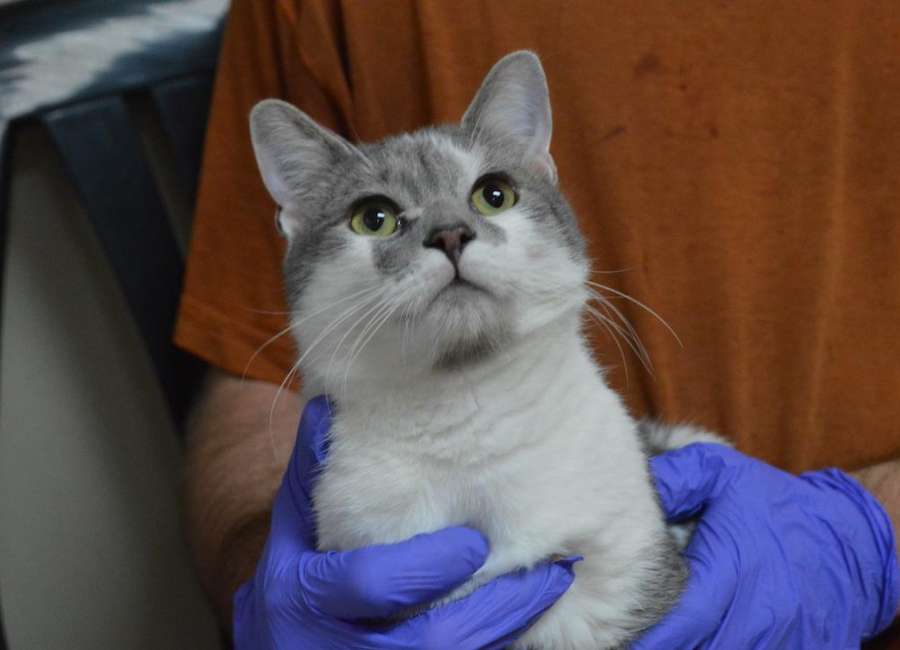 Pet of the Week: Norman