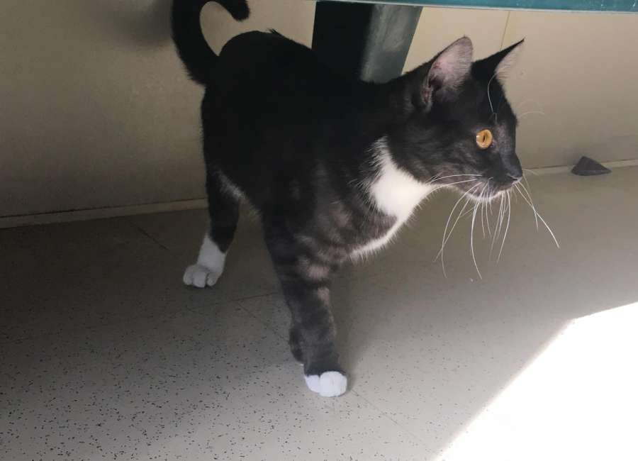 Pet of the Week: Pixie