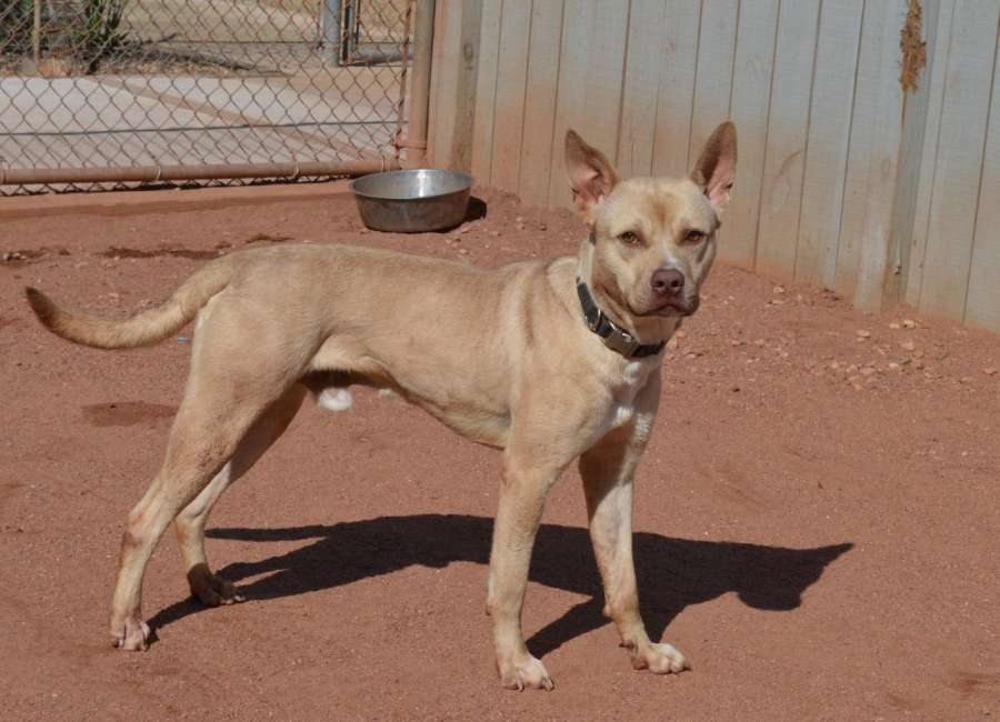 Pet of the Week: Reggie