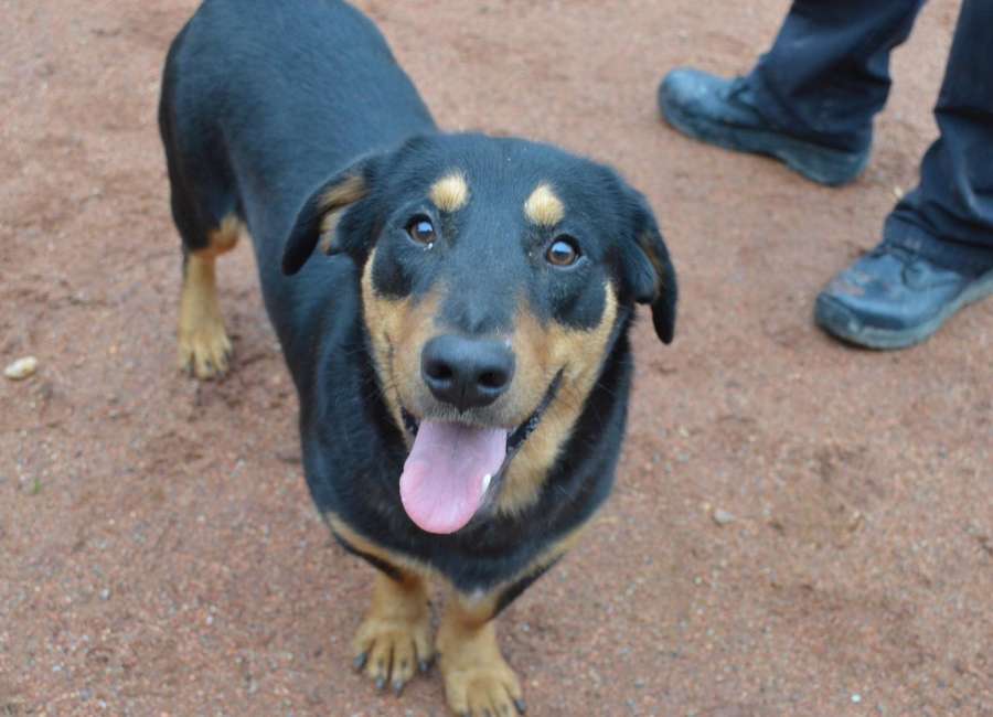 Pet of the Week: Richard