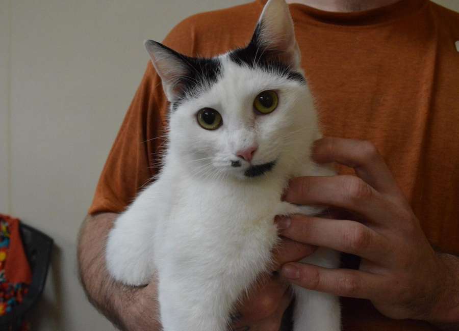 Pet of the Week: Sasha