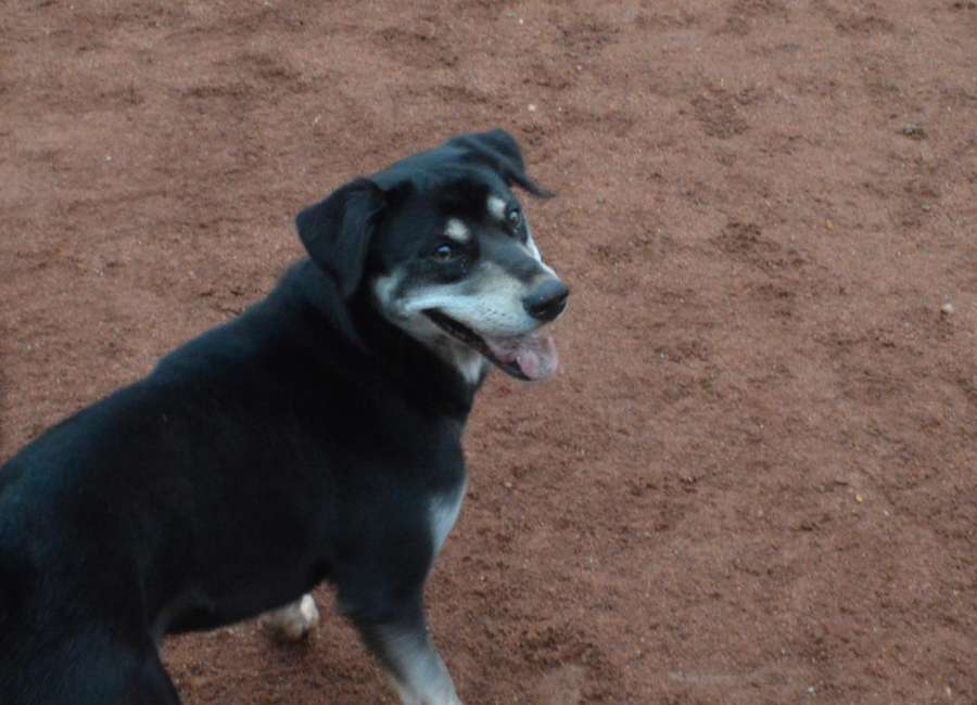 Pet of the Week: Shelby